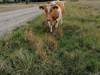 Ko, Simmental cattle — foto 2