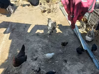 Chickens — foto 5