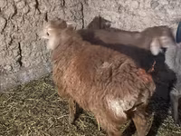Beran, Arashan sheep — foto 2