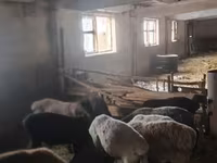 Қошқар, Rhon sheep — 2-сурет