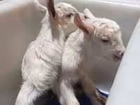 Mbuzi jike, Saanen goat — picha 6