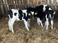 Бик, Russian Black pied cattle — фото 2