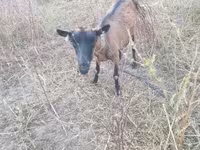 Capra, Alpine goat — foto 2