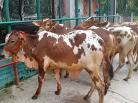 گاو نر, گاو — عکس 2