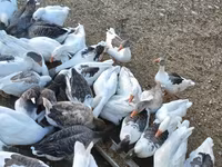 Geese — الصورة 4