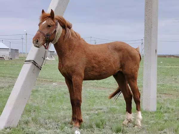 Айғыр, Budyonny horse