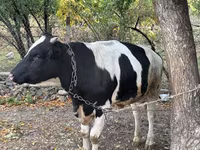 Byk, Russian Black pied cattle — zdjęcie 4
