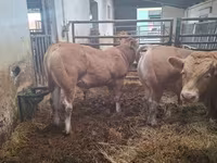 Lembu jantan, Blonde d’Aquitane cattle — foto 4