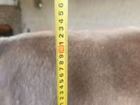 Kuh, Swiss cattle — Foto 4