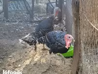 Turkeys — picha 1