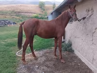 Cavallo, Friesian sport horse — foto 1