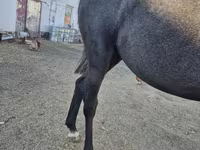 Koń, Thoroughbred horse — zdjęcie 5