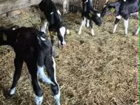 วัวตัวผู้, Russian Black pied cattle — รูปภาพ 2