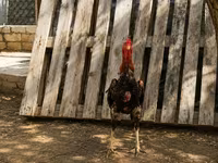 Plymouth Rock — sawirka 2