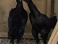 Ayam Cemani — zdjęcie 1