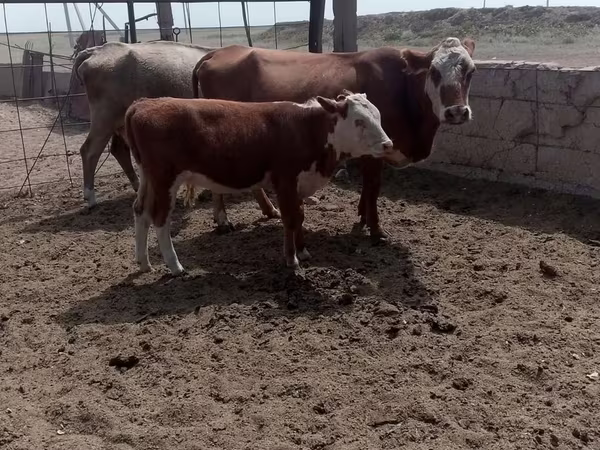 Vaca, Swiss cattle