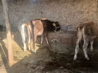 암소, Russian Black pied cattle — 사진 6