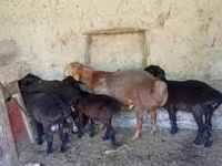 Хуц, Arashan sheep — 1 зураг