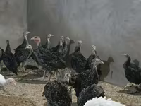 Guinea fowl — foto 3