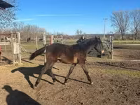 Cavallo, Hungarian horse breed — foto 3