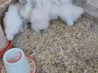 Silkie — foto 2