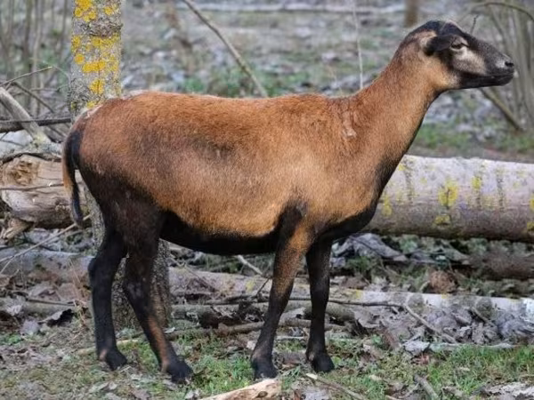 Sheep, Cameroon sheep — Hungary