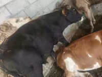 گاو نر, Simmental cattle — عکس 5
