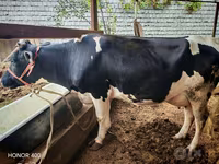 گاو ماده, Russian Black pied cattle — عکس 1