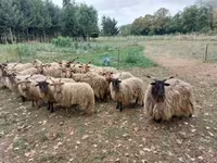 Πρόβατα (παρτίδα, φύλο μη καθορισμένο), Racka sheep — φωτογραφία 3