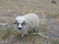 قوچ, Racka sheep — عکس 2