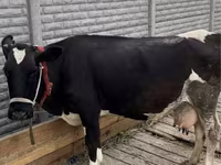 Үнээ, Latvian Blue cattle — 1 зураг
