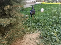 Chickens — φωτογραφία 3