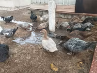 Ducks — عکس 1