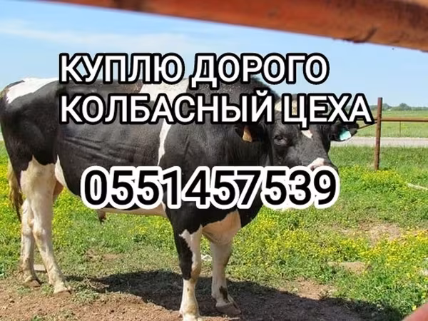 Holstein fajta