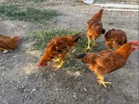 Chickens — 1-сурет