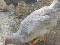 Chickens — รูปภาพ 3