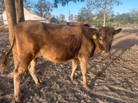 Sigir, Qoramol — 2-rasm