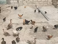 Ducks — foto 4