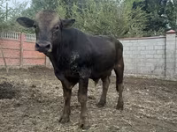 گاو نر, Swiss cattle — عکس 2
