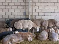 雄羊, Arashan sheep — 写真 2