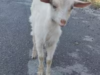Koza, Saanen goat — zdjęcie 1