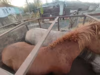 Faras dhaddig, Horses — sawirka 4