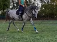 مادیان, Kisber felver — عکس 4