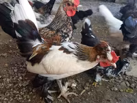 Japanisches Bantam — Foto 6