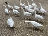Geese — φωτογραφία 1