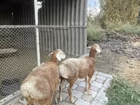 Oaie, Arashan sheep — foto 7