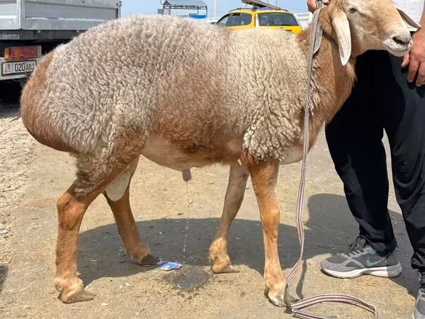 公羊, Sheep