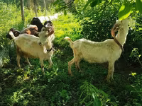 Koza, Saanen goat — foto 5