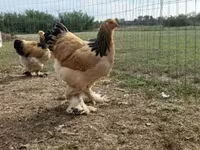 Brahma — photo 6