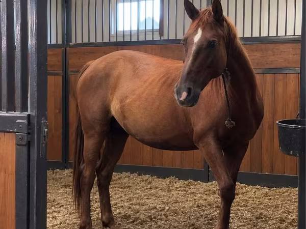 Hoppe, Thoroughbred horse